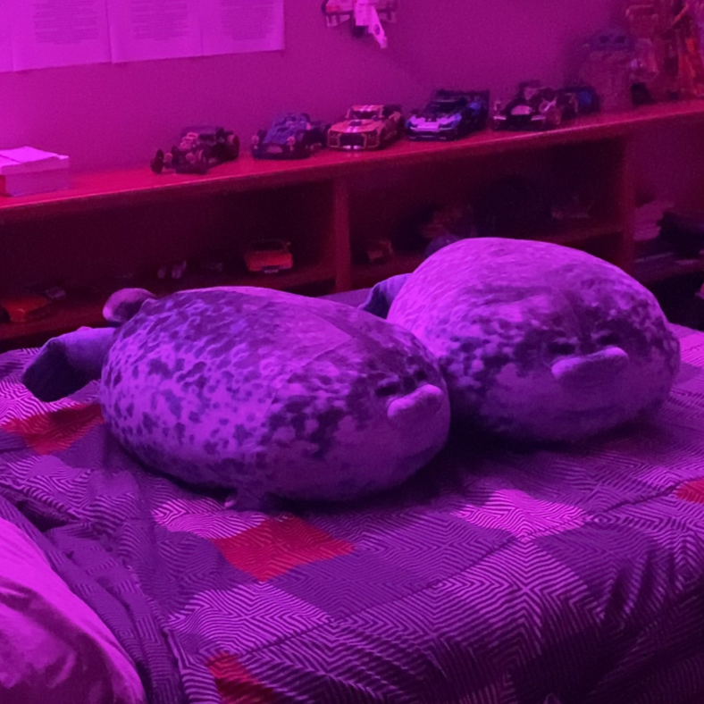 Two angry seals sitting on a mattress