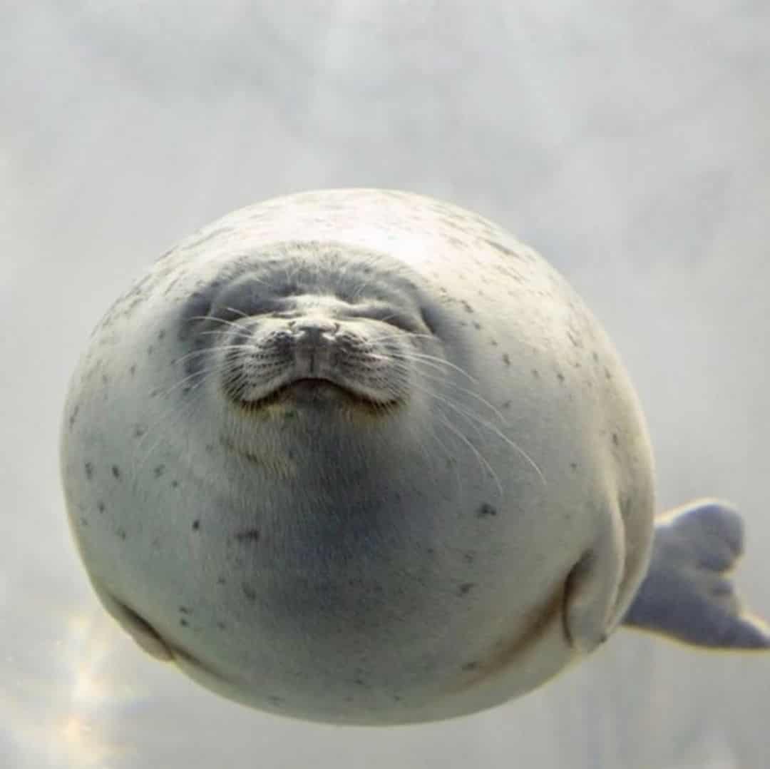 Smiling seal swimming in the water