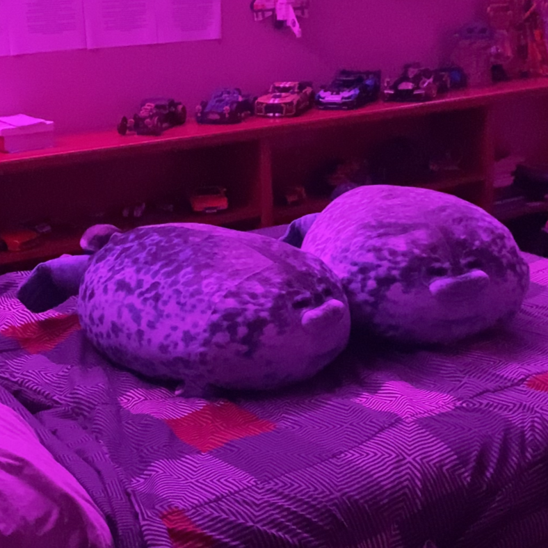 Two angry seals sitting on a mattress 